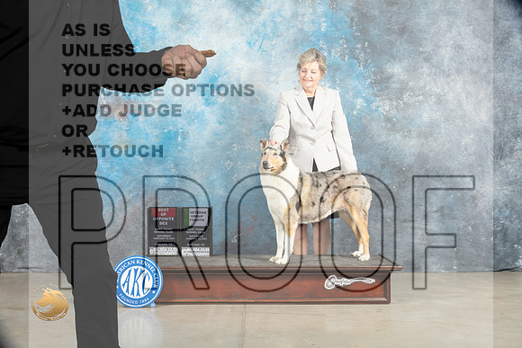 Collie Rough #8 Sat BOSVG4 Judge Judith Brown_MJ_2188_Midland2023_HR3