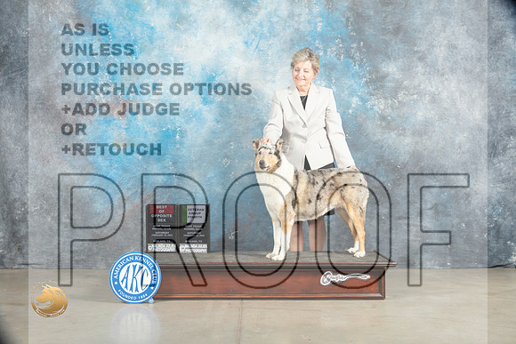 Collie Rough #8 Sat BOSVG4 Judge Judith Brown_MJ_2191_Midland2023_HR3