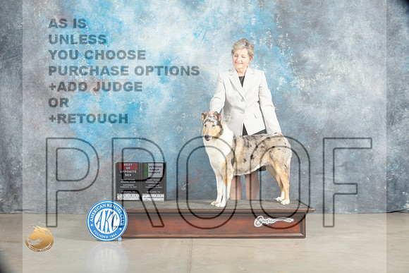 Collie Rough #8 Sat BOSVG4 Judge Judith Brown_MJ_2192_Midland2023_HR3