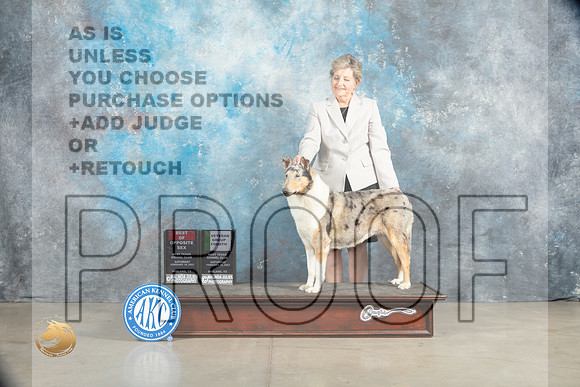 Collie Rough #8 Sat BOSVG4 Judge Judith Brown_MJ_2195_Midland2023_HR3