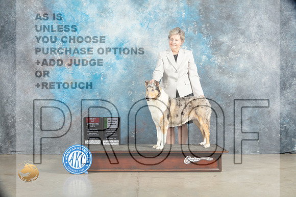Collie Rough #8 Sat BOSVG4 Judge Judith Brown_MJ_2194_Midland2023_HR3