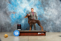 Doberman Pinscher #14 Sat BOS Judge Elizabeth Muthard