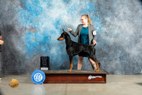 Doberman Pinscher #5 Sat OHG3 Judge Charles Olvis