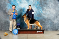German Shepherd Dog #14 Sat G1 Judge  Elizardo Valadez