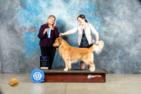 Golden Retriever #? Sat WDBOW Judge Ellen W Schultz