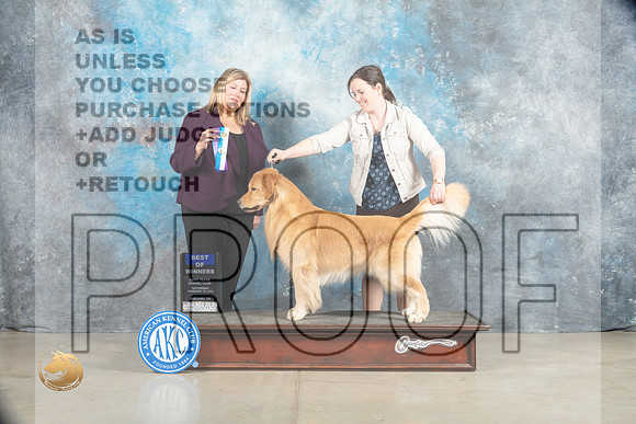 Golden Retriever #? Sat WDBOW Judge Ellen W Schultz_MJ_1879_Midland2023_HR3