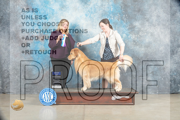 Golden Retriever #? Sat WDBOW Judge Ellen W Schultz_MJ_1883_Midland2023_HR3