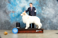 Great Pyrenees #5 Sat G3 Judge Elizabeth Muthard