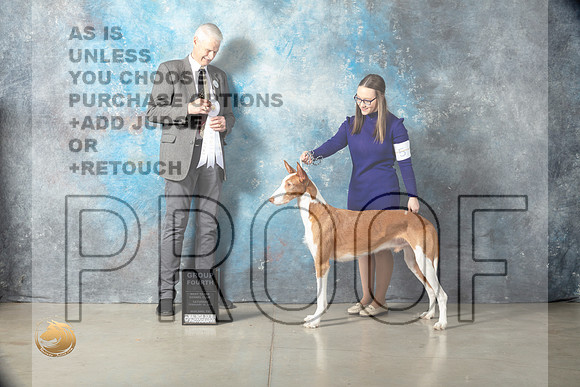 Ibizan Hound #9 Sat G4 Judge Jon Cole_MJ_1960_Midland2023_HR3