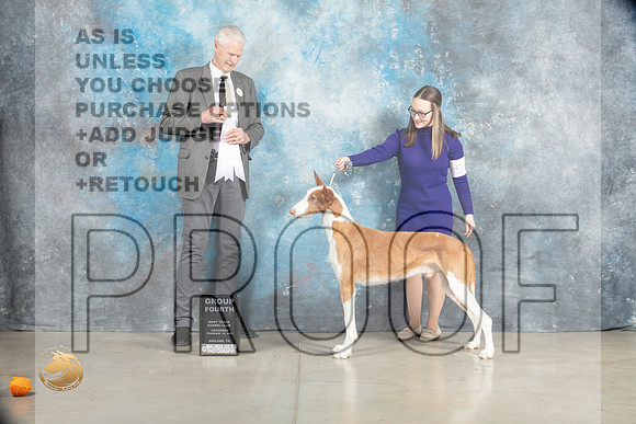 Ibizan Hound #9 Sat G4 Judge Jon Cole_MJ_1969_Midland2023_HR3