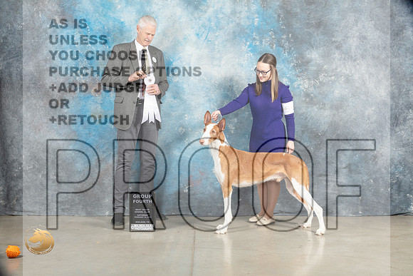 Ibizan Hound #9 Sat G4 Judge Jon Cole_MJ_1968_Midland2023_HR3
