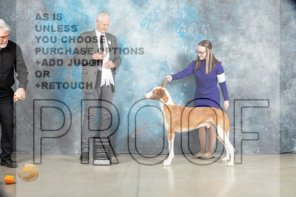 Ibizan Hound #9 Sat G4 Judge Jon Cole_MJ_1972_Midland2023_HR3