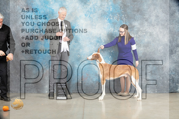 Ibizan Hound #9 Sat G4 Judge Jon Cole_MJ_1973_Midland2023_HR3