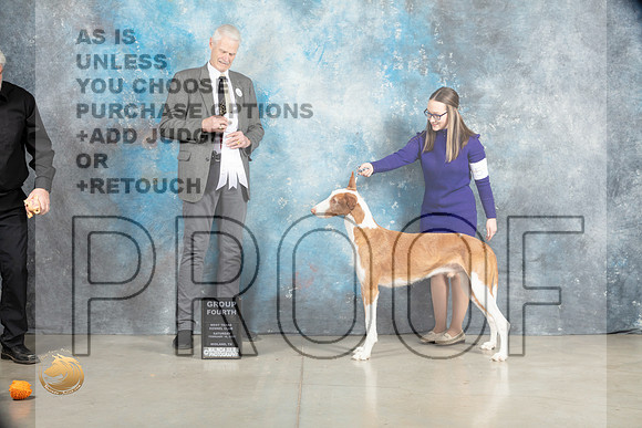 Ibizan Hound #9 Sat G4 Judge Jon Cole_MJ_1974_Midland2023_HR3
