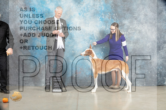 Ibizan Hound #9 Sat G4 Judge Jon Cole_MJ_1975_Midland2023_HR3