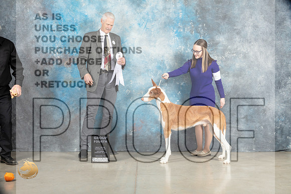 Ibizan Hound #9 Sat G4 Judge Jon Cole_MJ_1977_Midland2023_HR3