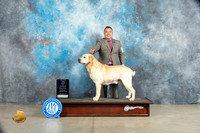 Labrador Retriever #15 Sat BOWM Judge Jon Cole