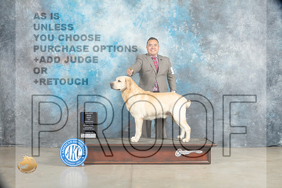 Labrador Retriever #15 Sat BOWM Judge Jon Cole_MJ_2143_Midland2023_HR3