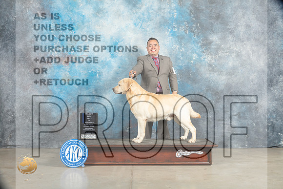 Labrador Retriever #15 Sat BOWM Judge Jon Cole_MJ_2149_Midland2023_HR3