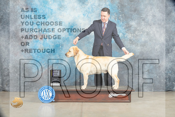 Labrador Retriever #27 Fri BOBGCH Judge Donna O'Connell_MJ_1926_Midland2023_HR3