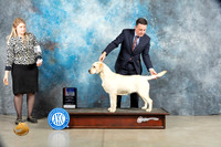 Labrador Retriever #40 Sat BOWBOSM Judge Donna O'Connell