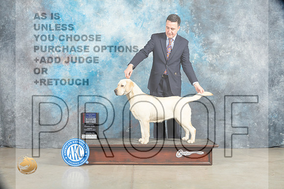 Labrador Retriever #40 Sat BOWBOSM Judge Donna O'Connell_MJ_1921_Midland2023_HR3