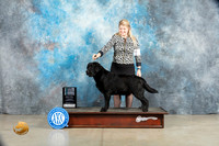 Labrador Retriever #45 Thur SGCH Judge Charles Olvis
