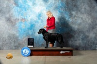 Labrador Retriever #70 Sat WB Judge Jon Cole