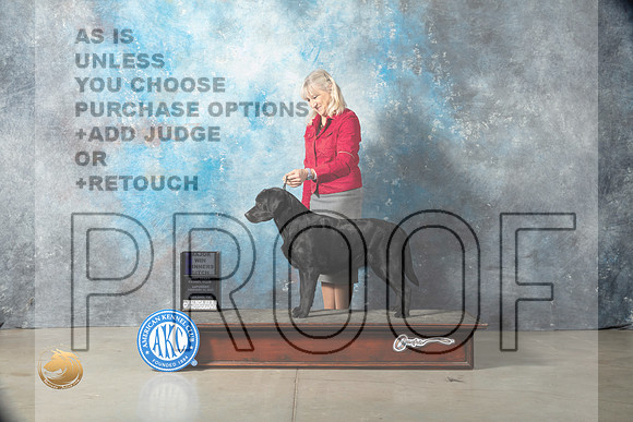 Labrador Retriever #70 Sat WB Judge Jon Cole_MJ_1940_Midland2023_HR3