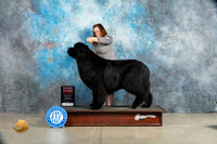 Newfoundl #5 Sat G2 Judge Elizabeth Muthard