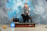 Portuguese Water Dog #6 BOSOHBOB Judge Elizabeth Muthard