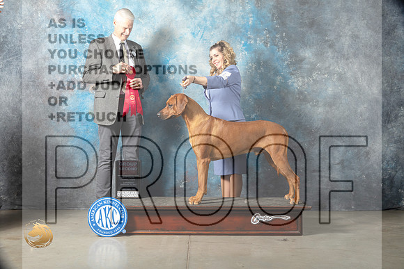 Rhodesian Ridgeback #11 Sat G2 Judge Jon Cole_MJ_1949_Midland2023_HR3