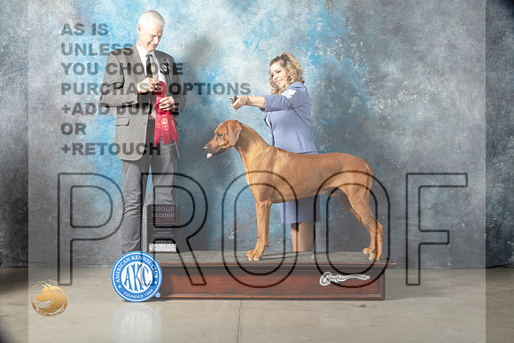Rhodesian Ridgeback #11 Sat G2 Judge Jon Cole_MJ_1952_Midland2023_HR3