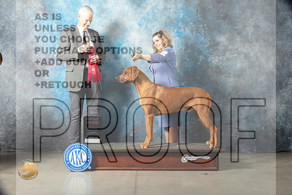 Rhodesian Ridgeback #11 Sat G2 Judge Jon Cole_MJ_1956_Midland2023_HR3