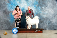 Samoyed #12 Sat VG2 Judge Sherry Patton