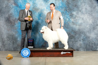 Samoyed #7 Sat RBIS Judge Jon Cole