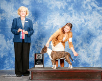 Miniature Bull Terrier #10 Sun Maj BOS Dreyer M and R and E Massingill and V Giamo Judge Vicki Abbott