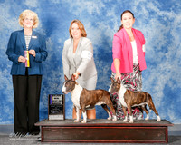 Miniature Bull Terrier #5 Sun BOB Maj Dreyer M and R and E Massingill and V Giamo Judge Vicki Abbott