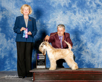 Soft Coated Wheaten Terrier #10 Sun WB Heinzeroth and Smith Todd and Suson Heinzeroth and Tim Smith Judge Vicki Abbott