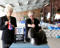 Lhasa Apso #12 Sat Best of Opposite Sex Marie Allman & Nancy Stephens Judge N Cartwright LR Houston Mar 2013