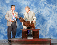 Cocker Spaniel Parti Color #24 Sun Maj WB Bigsby Pamela Judge Elizardo Valadez