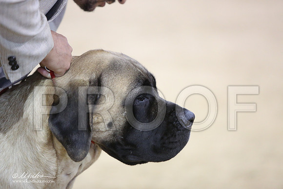 Mastiff-9984-LR