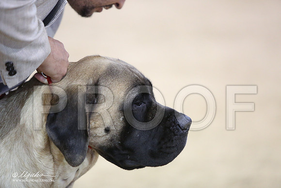 Mastiff-9983-LR