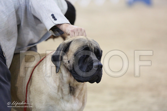Mastiff-9985-LR
