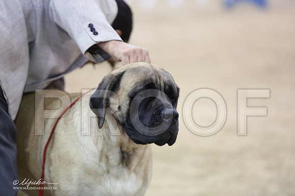 Mastiff-9986-LR