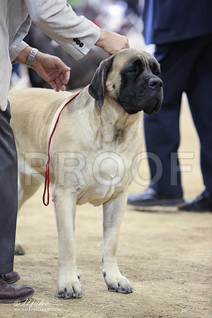Mastiff-9988-LR