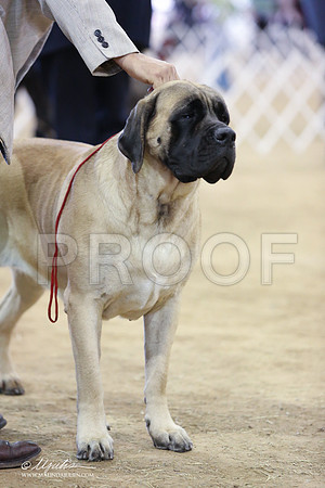 Mastiff-9990-LR