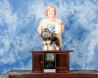 Havanese #58 Sun Qual Score Rally Nov B Linda Harrington