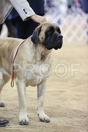 Mastiff-9989-LR