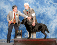 Labrador Retriever #5 Sun BOB Isaacks Robert Judge Elizardo Valadez